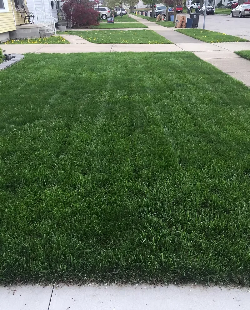 A downriver lawn after a fertilization round, mowed in stripes